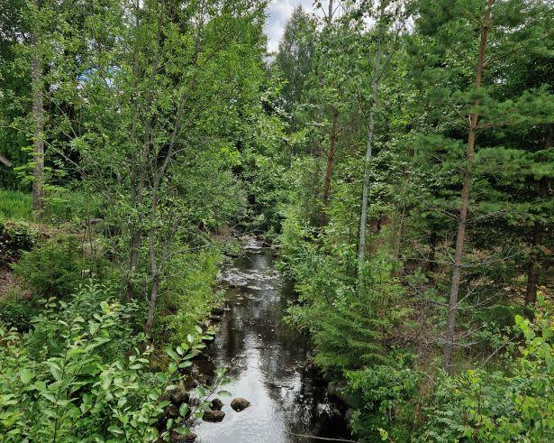 Vesi virtaa metsän halki. Kuva: A. Kulmala