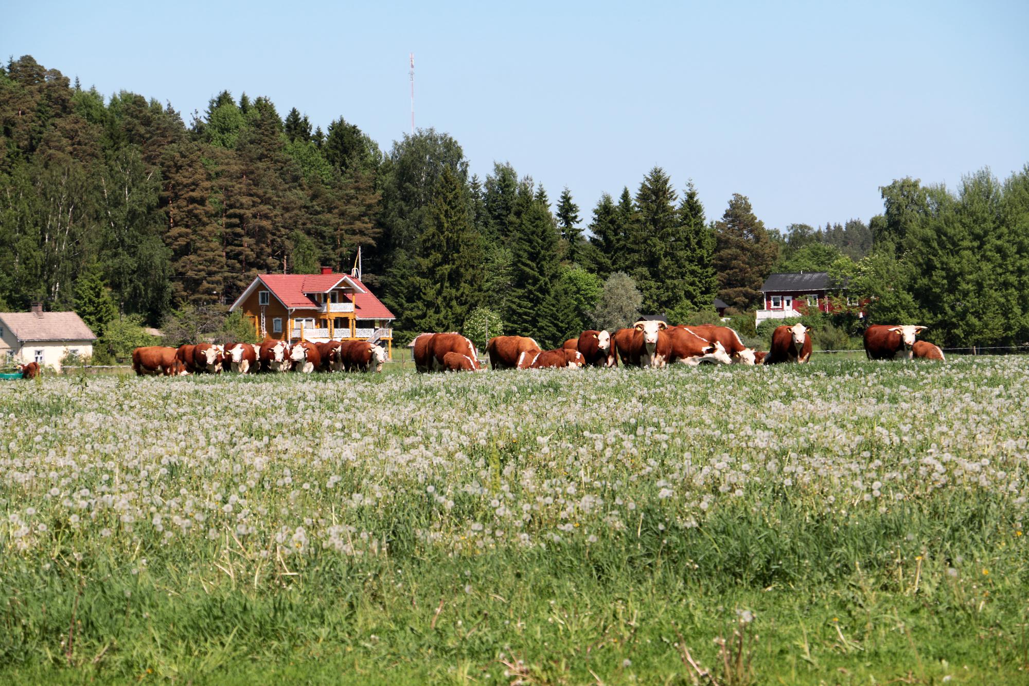 Hereford lihanautoja 