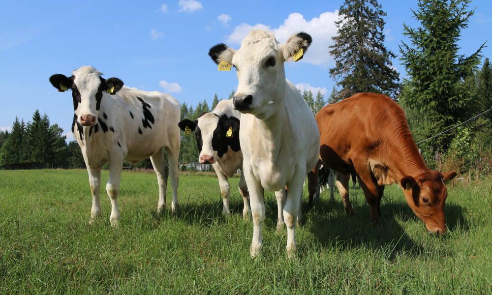 Hiehoja kesälaitumella