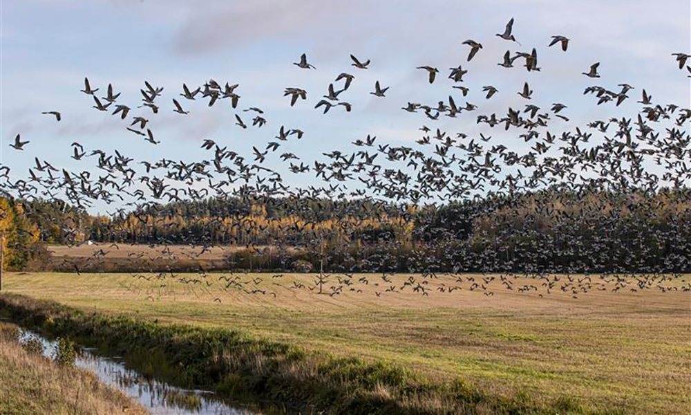 Valkoposkihanhi. Kuva: Jaana Kankaanpää