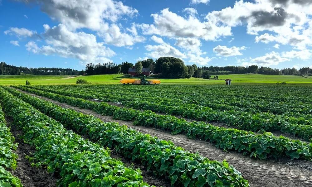 Avomaankurkkua Salossa
