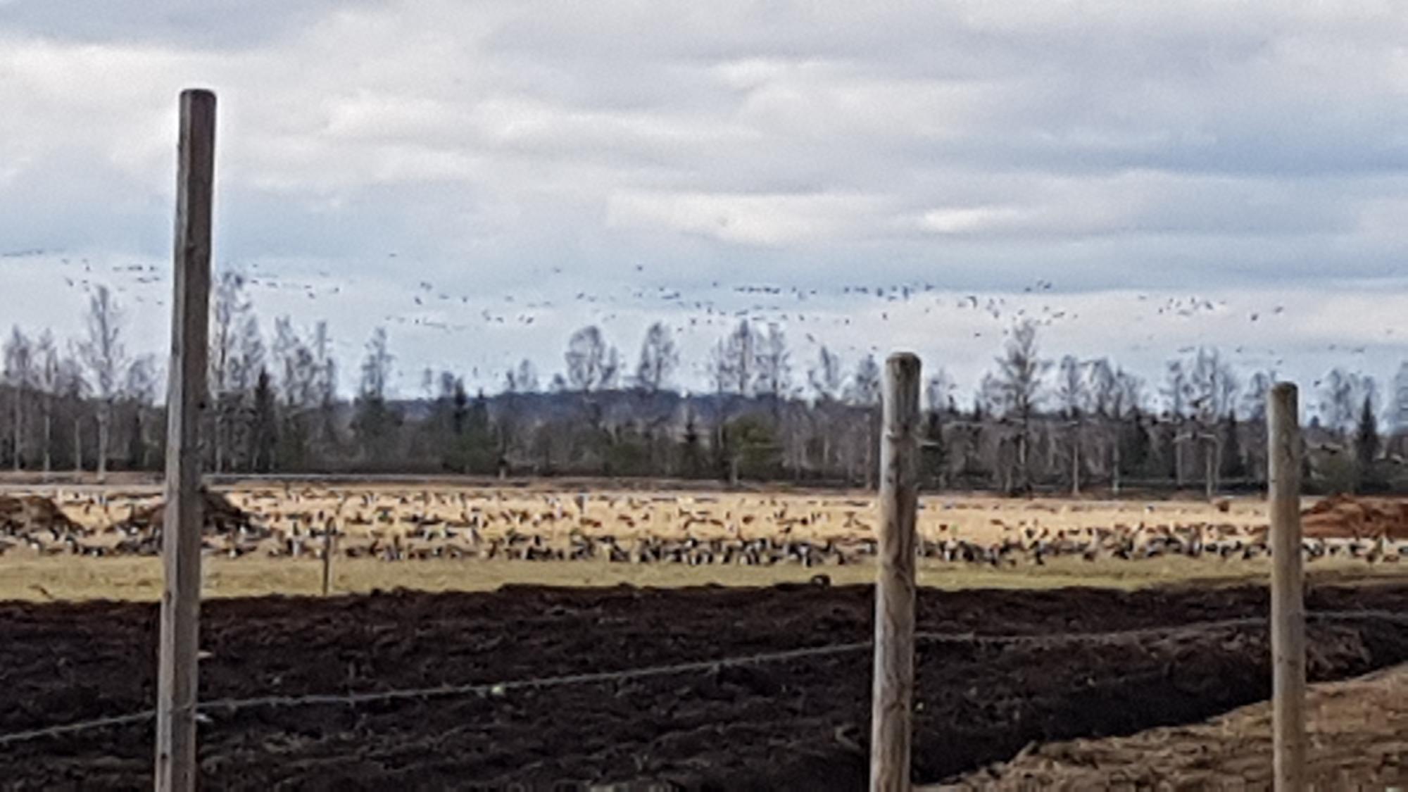 Valkoposkihanhia pellolla Kiteellä 18.5.2020. Kuva: Vilho Pasanen.