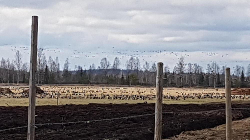 Valkoposkihanhia Kiteellä viime viikolla